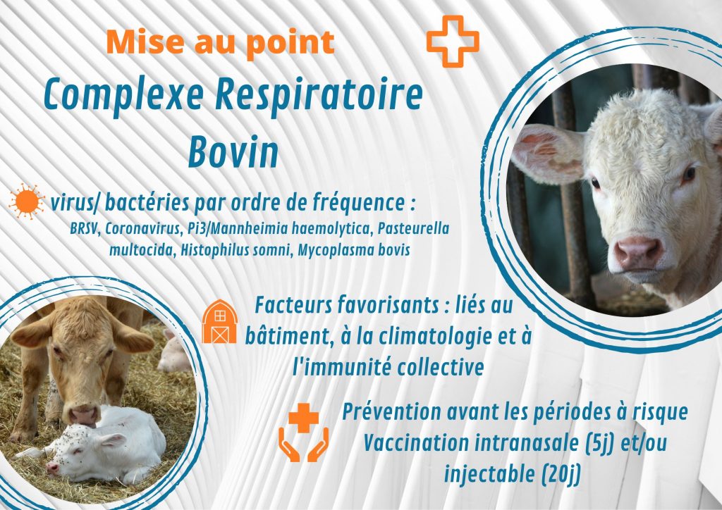 Mise Au Point Complexe Respiratoire Des Petits Veaux